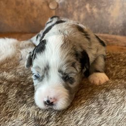 Miniature Australian Shepherd Puppies from Mini Pups of Poppleton