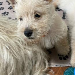 Girl 4 - Wheaten female Scottish Terrier puppy in Fenton, Michigan from Carnes Croft Scotties