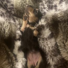 Girl 2 - Black and cream female Dachshund puppy in Caldwell, Idaho from Low Rider Ridge Mini Doxies