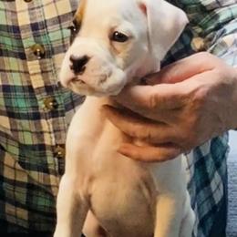 Orange - White male Boxer puppy in Butler, Pennsylvania from Schaible's Boxer Huddle