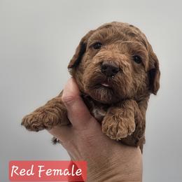Red Female - Red  female Goldendoodle puppy in Mocksville, North Carolina from Hunting Creek Farm & Kennel