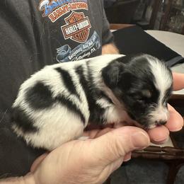 Roxie - Black brown and white female Papillon puppy in Middleville, Michigan from Cheryl's Papillons