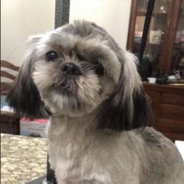 Alli - Shih Tzu