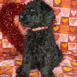 Aussiedoodle and Poodle Puppies from Waterford Doodle Farm