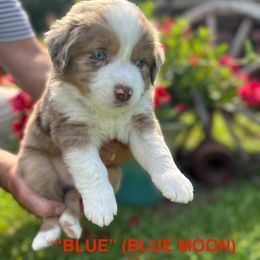 Miniature Australian Shepherd Puppies from SWLA MINI AUSSIES