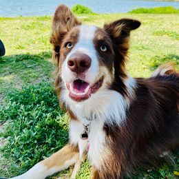 Border Collie All Grown Up from Wayward Sun Border Collies