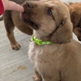 Shaxx-Lime Green - Sedge male Chesapeake Bay Retriever puppy in Soap Lake, Washington from Desert Oasis Kennels