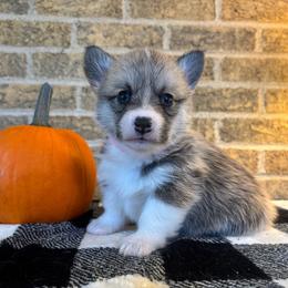 Pink Collar Female - Sable female Pembroke Welsh Corgi puppy in Mcarthur, Ohio from Bentley Corgis LLC