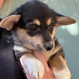 Wanda of Transylvania - Black and tan female American Corgi puppy in Grants Pass, Oregon from KnR Antler Dogs ~ Labrador Retrievers & Corgis
