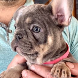 Girl 1 Blue & tan - Blue French Bulldog puppy in Havre, Montana from MT French Bulldogs