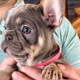 Girl 1 Blue & tan - Blue French Bulldog puppy in Havre, Montana from MT French Bulldogs
