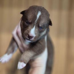 Girl 2 - Brown and white female Siberian Husky puppy in Madison, Georgia from Thornbury Kennel