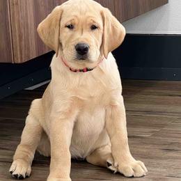 Labrador Retriever Puppies from Branley's Riverside Labradors