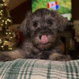 Georgie - Black and silver male Miniature Schnauzer puppy in Akeley, Minnesota from Great Northern Schnauzers