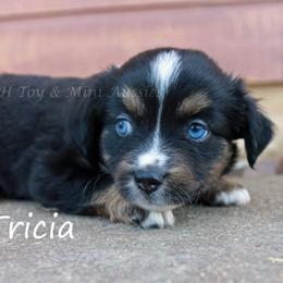Tricia - female Miniature Australian Shepherd puppy in Godley, Texas from Flying H Toy and Mini Aussies