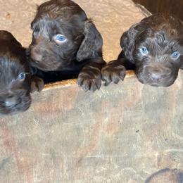 Boykin Spaniel puppies from T3 Kennel