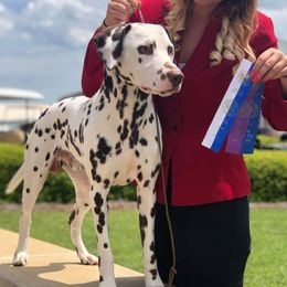 Dalmatians and Lagotti Romagnoli from Fortuna Farms