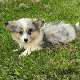ROSE - Blue merle and white female American Corgi puppy in Walker, Iowa from Double K Corgis
