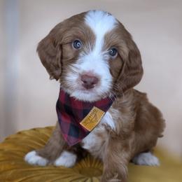 Leaf - Apricot male Goldendoodle puppy in Decatur, Tennessee from Diamond's Doodles