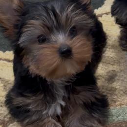 Boogie Blu - Black and gold male Yorkshire Terrier puppy in Colmesneil, Texas from Wanda Toparcean's Yorkies