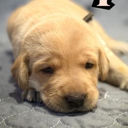 Black Female - Yellow female Labrador Retriever puppy in Franklin, Virginia from Oak Hollow Retrievers