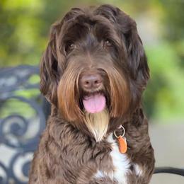 Australian Labradoodles from Little Farmstead Labradoodles