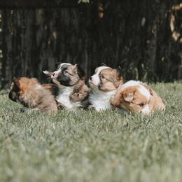 American Corgi and Pembroke Welsh Corgi Puppies from Witch Creek Corgis