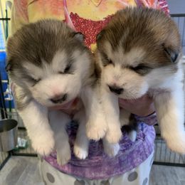 Alaskan Malamute Puppies from Sigma Alaskan Malamutes