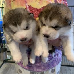 Alaskan Malamute Puppies from Sigma Alaskan Malamutes