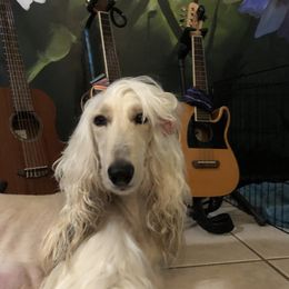 Charmaigne - Afghan Hound