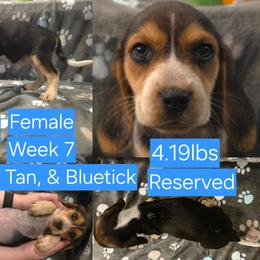 Charlie Blue Female - Black tan and bluetick female Beagle puppy in Bemidji, Minnesota from Nse Farms Beagles