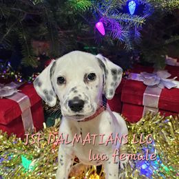 Lua female Pink - Dalmatian puppy in Conrath, Wisconsin from JSF Dalmatians LLC