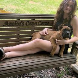 Purple collar - Fawn female Cane Corso puppy in Opelousas, Louisiana from Azelees Cane Corso
