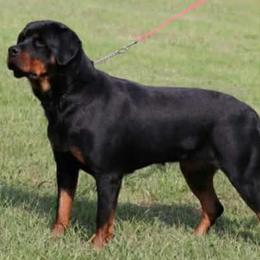 Tiny - Rottweiler