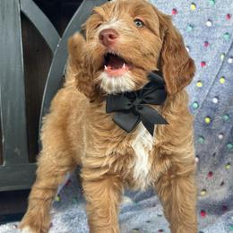 Colby - Red  male Goldendoodle puppy in Florence, South Carolina from Candy Doodles