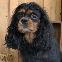 Cavalier King Charles Spaniel, Poodle, and Yorkshire Terrier Puppies from Rocky Road Kennel