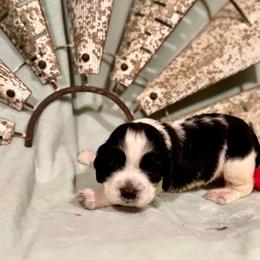 Maroon boy - Black and white male English Springer Spaniel puppy in Cleburne, Texas from Powers English Springer Spaniels