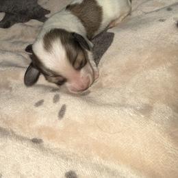 Dachshund Puppies from Crowder Doxies