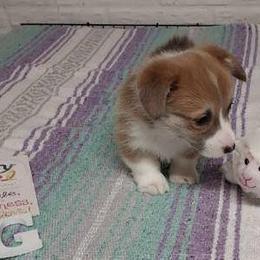 Girl 2 - Red female Pembroke Welsh Corgi puppy in Tucson, Arizona from Sierrita Mountain Corgis