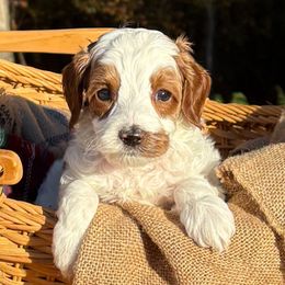 Toto - Caramel ice male Australian Labradoodle puppy in Decatur, Alabama from Southern Meadows Doodles
