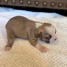 Boy 1 - Seal and white male Boston Terrier puppy in Arlington, Washington from Valerie’s Boston Terriers