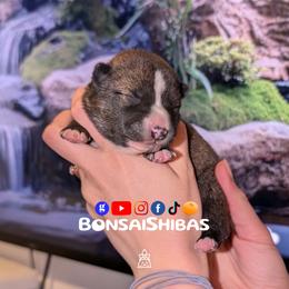 Yazu - Red male Shiba Inu puppy in Minnesota from BonsaiShibas