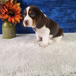 Sophie - Brown white and tan female Beagle puppy in Pottersville, Missouri from Lovan's Spring Creek Kennel