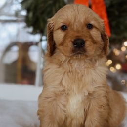 Blitzen - Dark golden male Golden Retriever puppy in Harriman, Tennessee from Grace Golden Retrievers