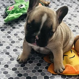 French Bulldog Puppies from Stuudmuffinfrenchies