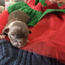 M'Baku - Liver male Shih Tzu puppy in Durham, North Carolina from The 🐾 Tang Clan Chronicle & Nursery