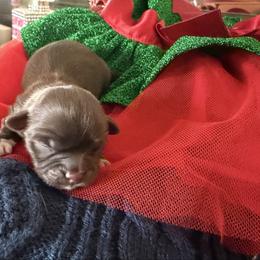 M'Baku - Liver male Shih Tzu puppy in Durham, North Carolina from The 🐾 Tang Clan Chronicle & Nursery