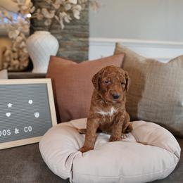 Blue Lucky - Red  male Goldendoodle puppy in Chicago, Illinois from Dos&CoKennels