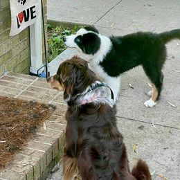 Aussiedoodle, Australian Shepherd, Miniature American Shepherd, and Miniature Australian Shepherd Puppies from Bline's Awesome Aussies