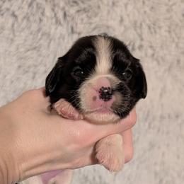 Millie - Black and white female Cavalier King Charles Spaniel puppy in Stilwell, Oklahoma from Love Bug Cavaliers